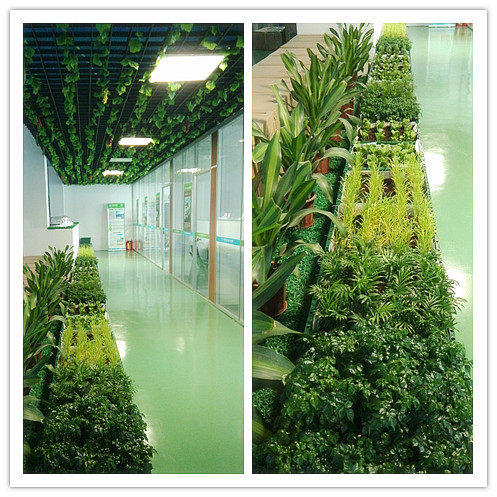 香港正能量植物長廊